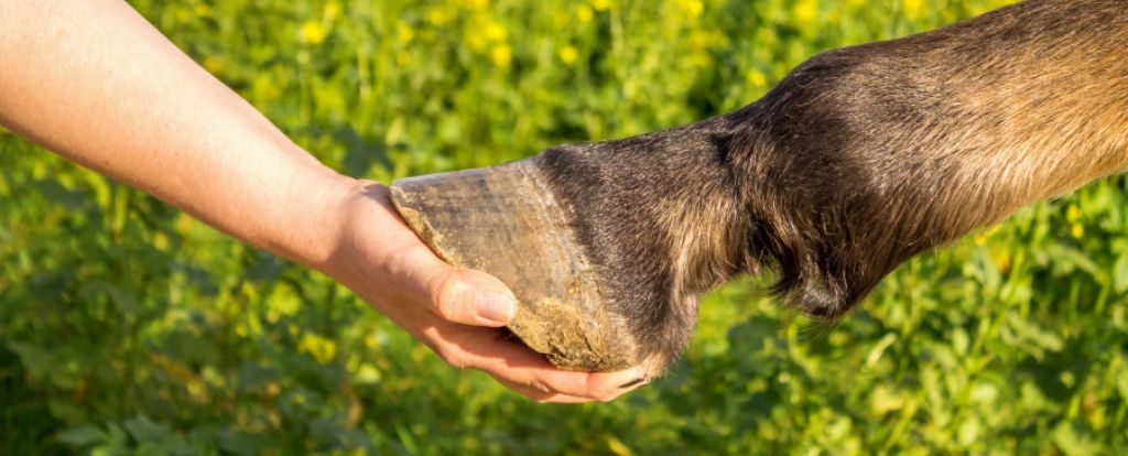 Revelan nueva teoría sobre los problemas de los cascos de los caballos