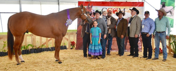 Ganaderos de Queretaro ganan en caballos de cuarto de milla