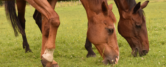 Alimentación de los caballos