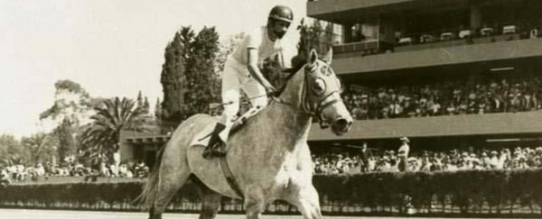 "Beduino"    Inducido en el Salón de la Fama de American Quarter Horse en 2008