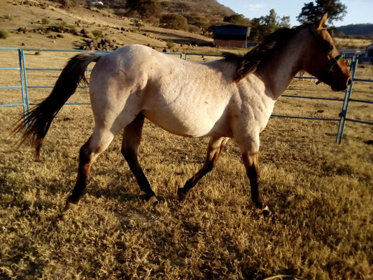 OPORTUNIDAD Potro Dosañero en VENTA