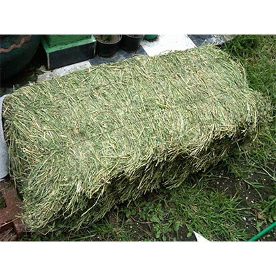 Paca de Alfalfa