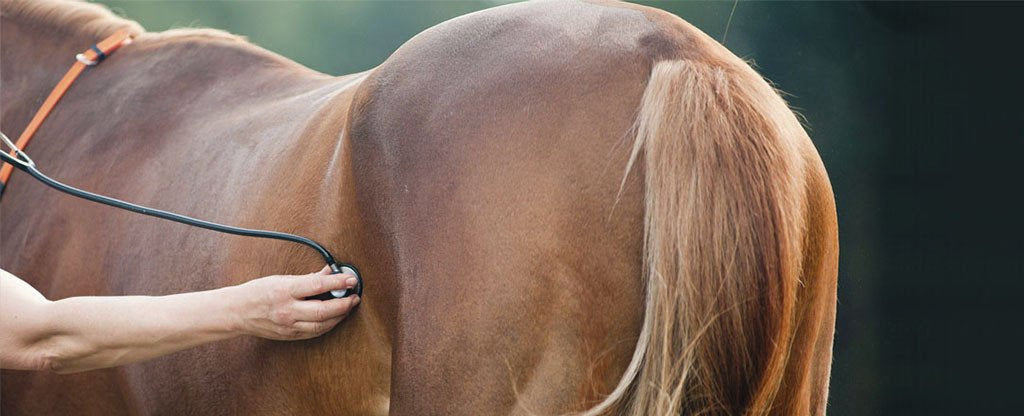 CONSULTA MEDICA ONLINE PARA TU CABALLO